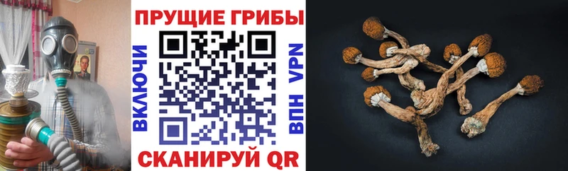 ОМГ ОМГ ССЫЛКА  закладка  это какой сайт  Псилоцибиновые грибы мицелий  Тайга 